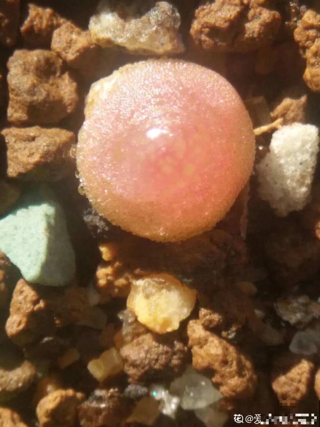 养多肉的人里，有一群“屁股花”爱好者，养的多肉超可爱