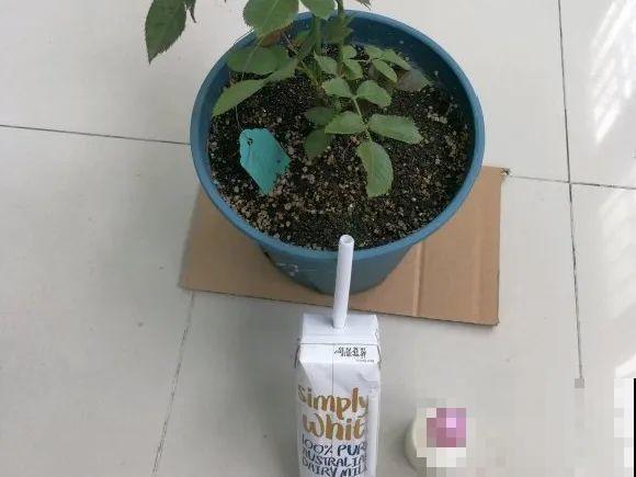 自制杀虫剂，7天喷一次，养花特干净