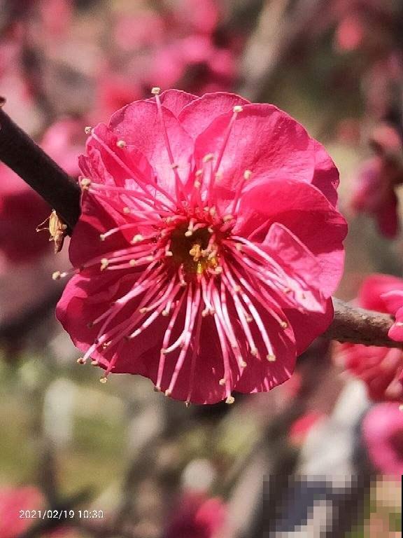 关于国花，“牡丹派”和“梅花派”有话说，你觉得哪个合适 ？
