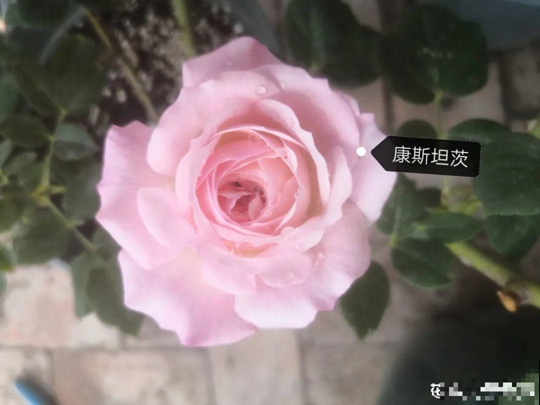 50种月季，各有各的美，哪一种是你的“菜”？