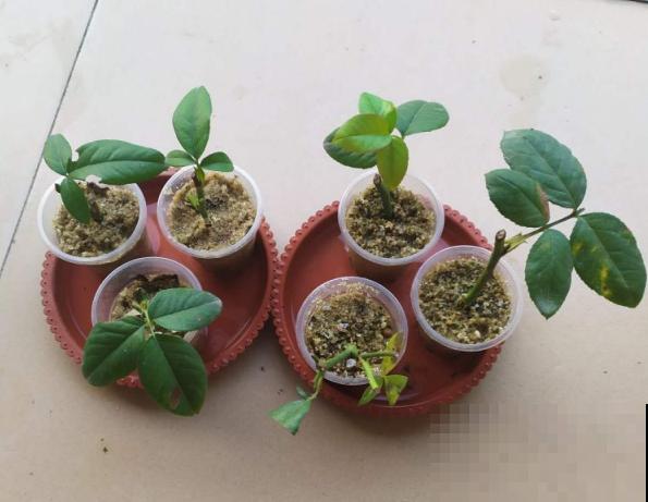 扦插3大“神器”,你家就有不少,成功率特高 扦插3大“神器”,你家就有不少,成功率特高