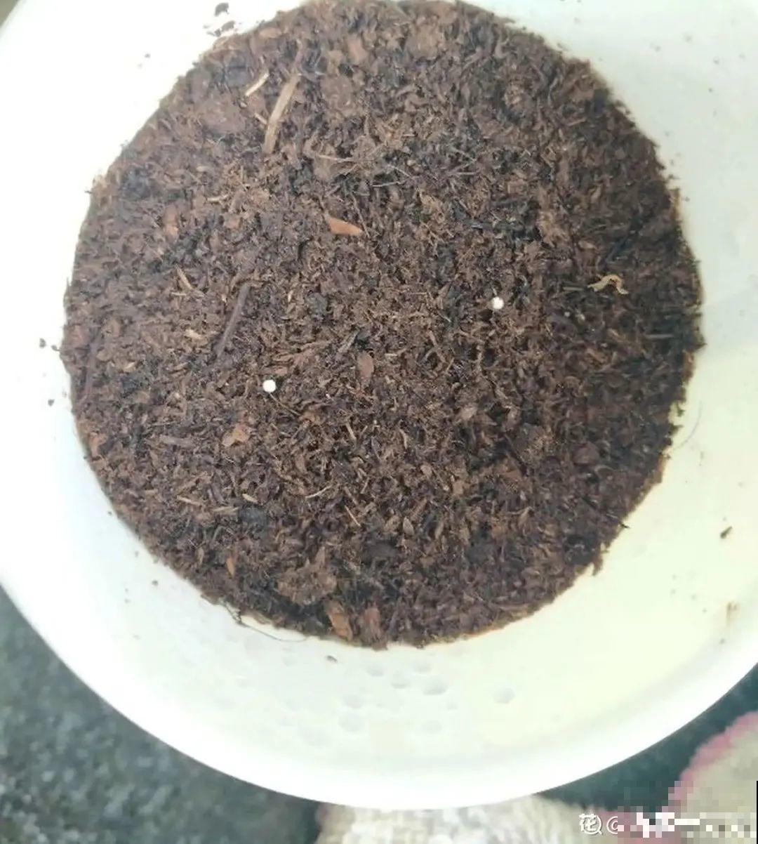 春天最佳繁殖季，扦插播种分株压条，成活率特高