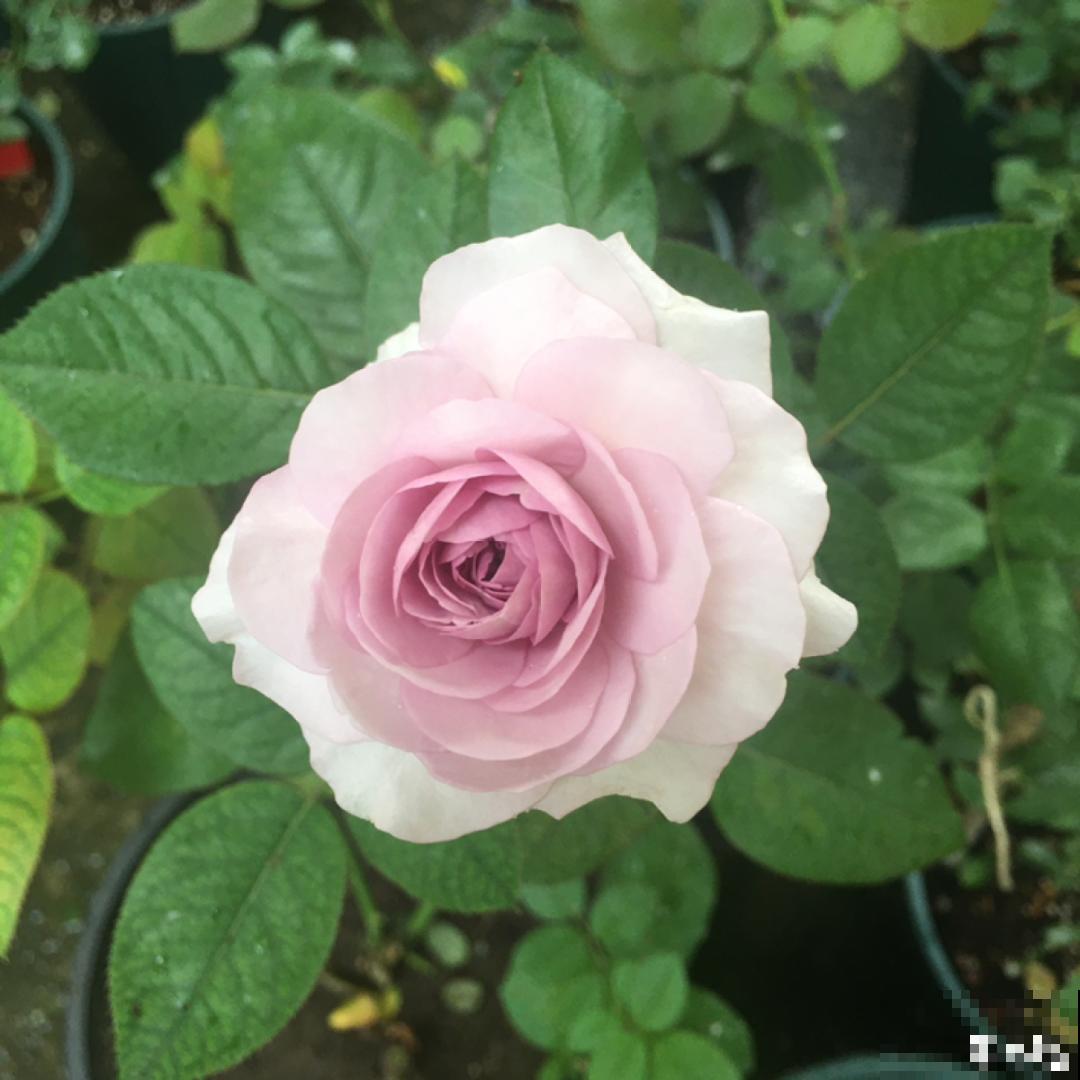 50种月季，各有各的美，哪一种是你的“菜”？