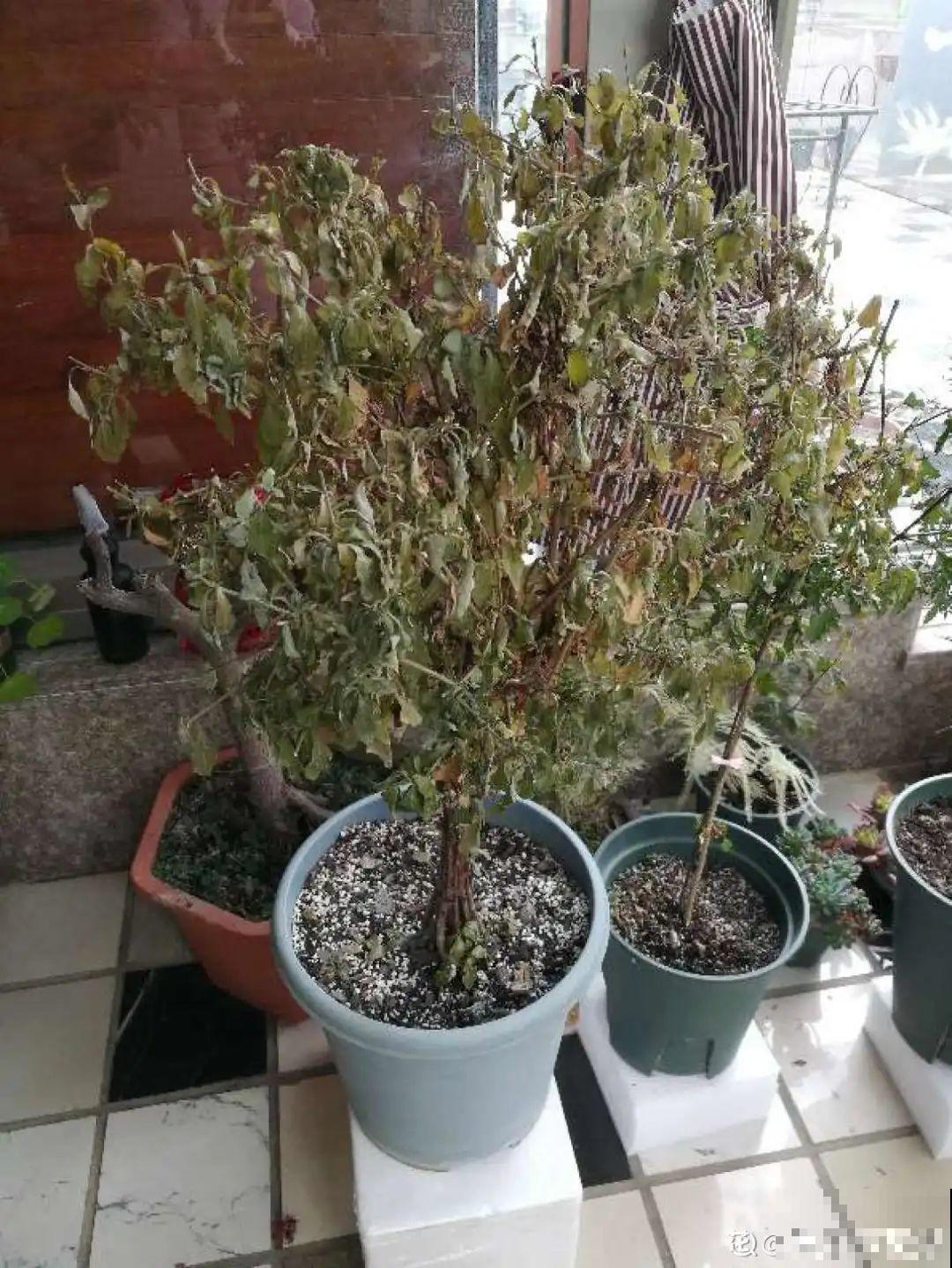 8种花开始慢慢睡醒了， 现在长得正旺，多浇水施肥， 开花更多！