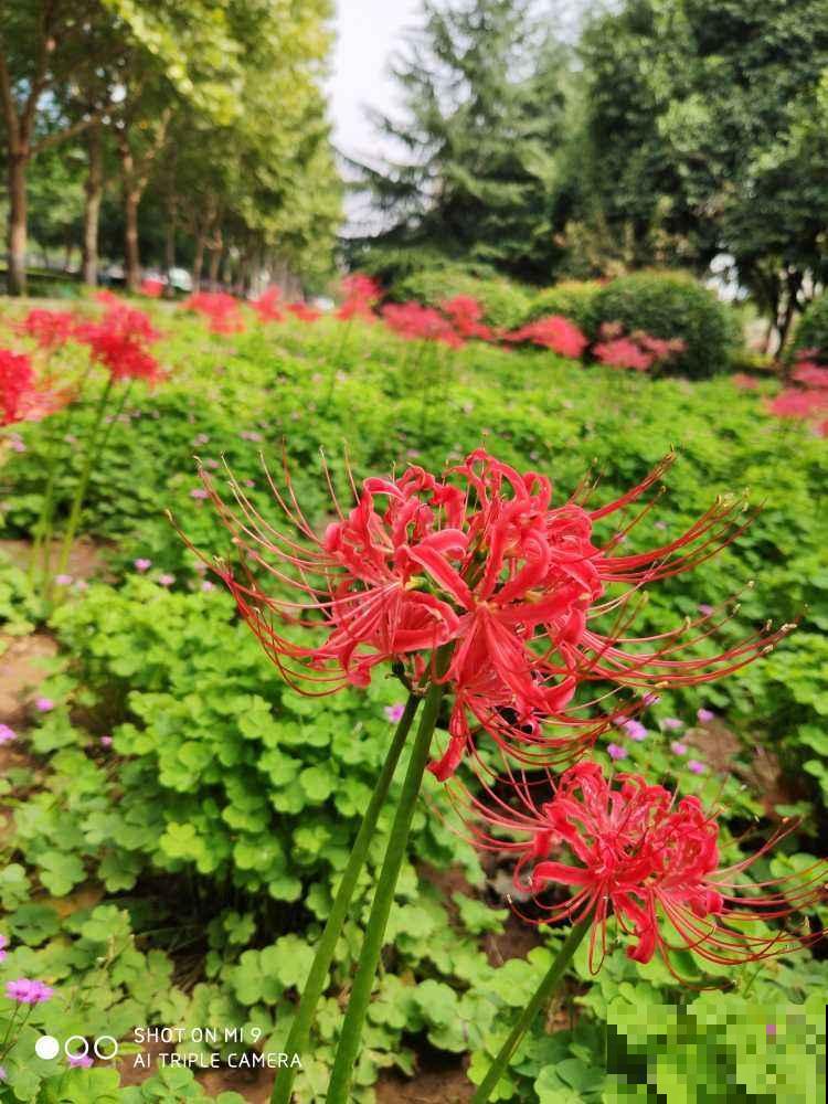 4种花颜值很高，但就败在名字上，真是冤枉