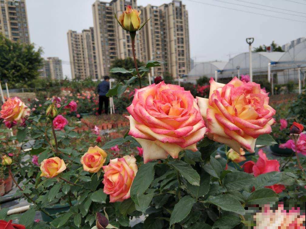 防盗窗养3种花，长势超好，春天开成一面大花墙