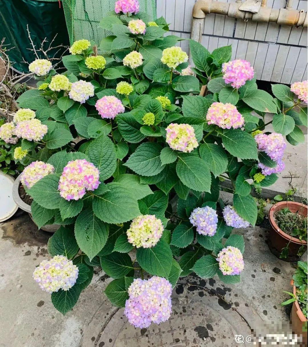 8种花开始慢慢睡醒了， 现在长得正旺，多浇水施肥， 开花更多！