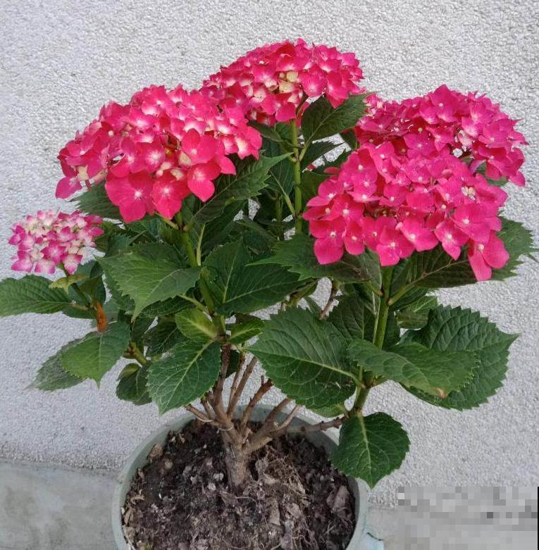 关于植物的知识问答， 答对6道，就叫你“博士”