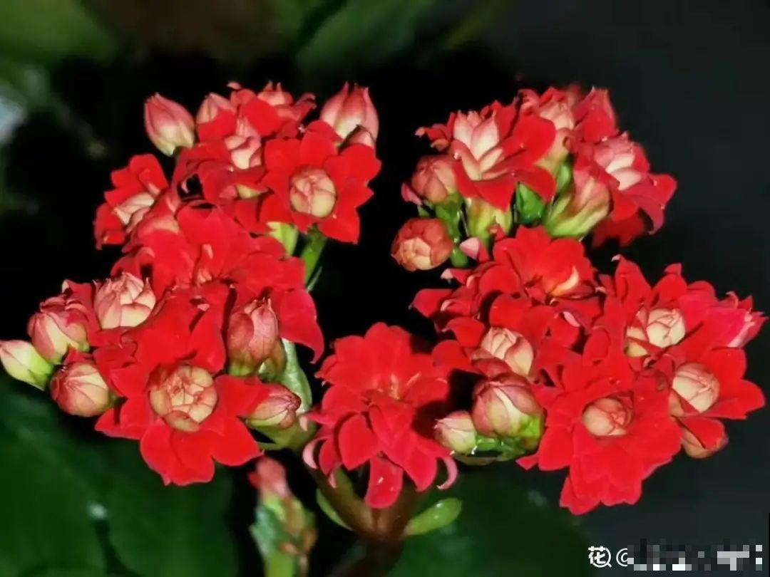 10种花夏天要休眠,必须控制浇水,不然全都浇死了 10种花夏天要休眠,必须控制浇水,不然全都浇死了