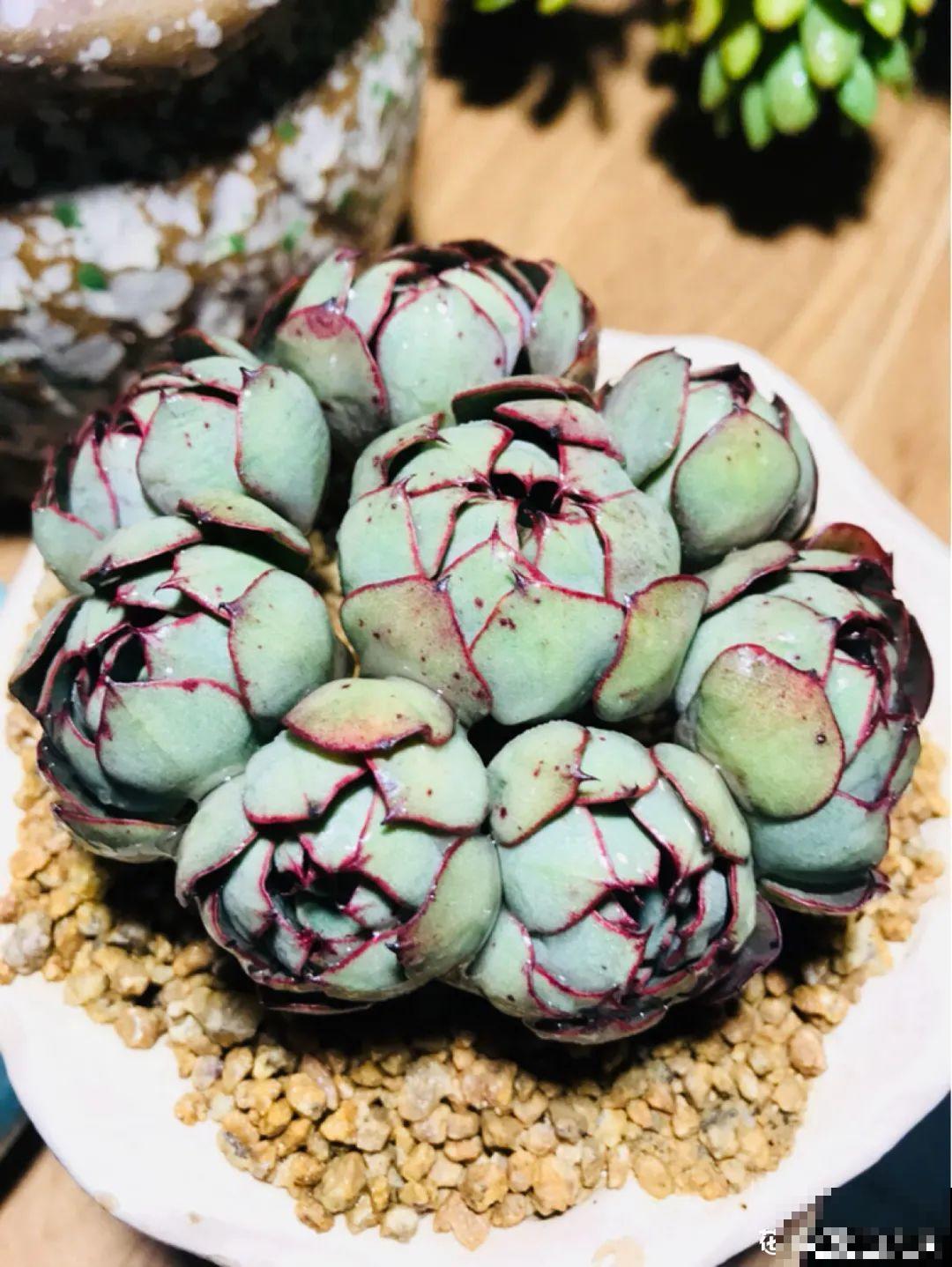 多肉老桩属实震撼，颜值都很高，越养越上瘾