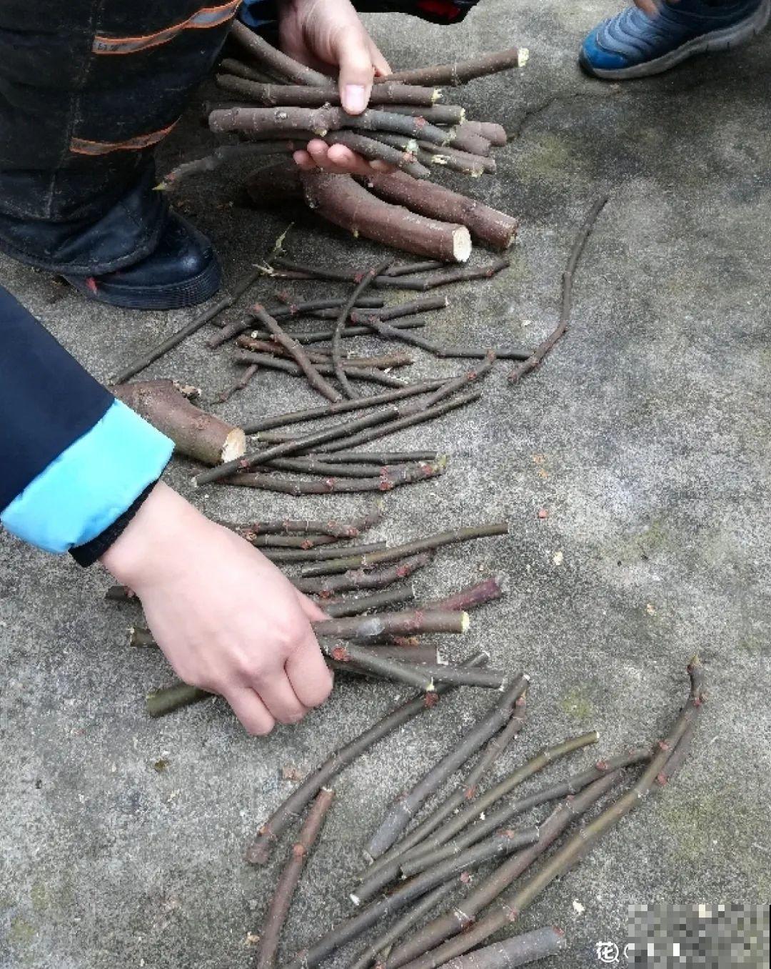 春天的大粗杆子，直接插土里，很快就生根