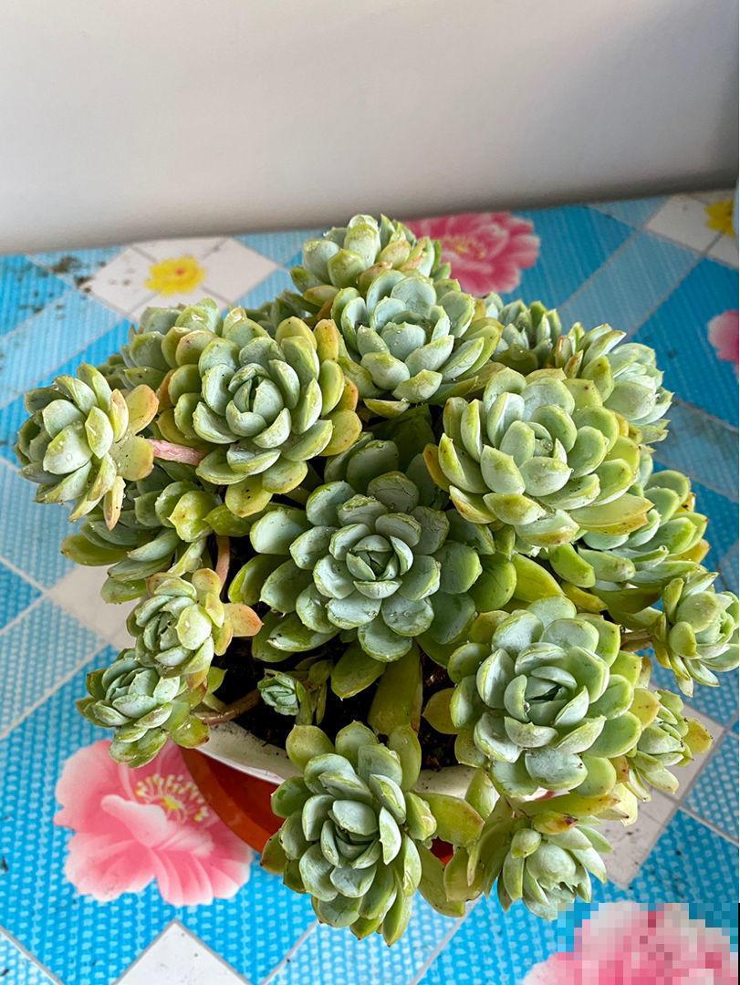 养多肉的小白，记住这些术语，秒变大神！