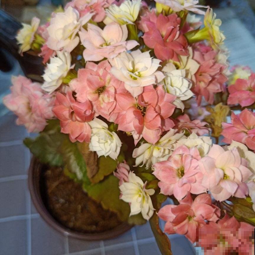 一盆花开出三个颜色，能变色的花特神奇，现在养正是开花季