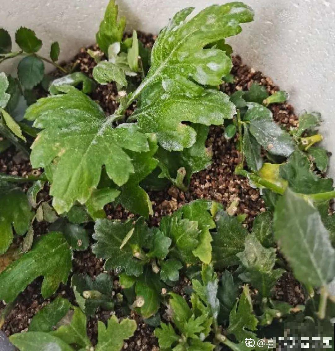 8种花赶紧剃头，剃得越狠，开花越多