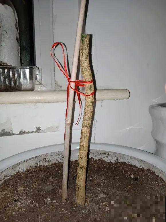 7种花要赶紧砍头,一头变多头,长得是真旺 7种花要赶紧砍头,一头变多头,长得是真旺