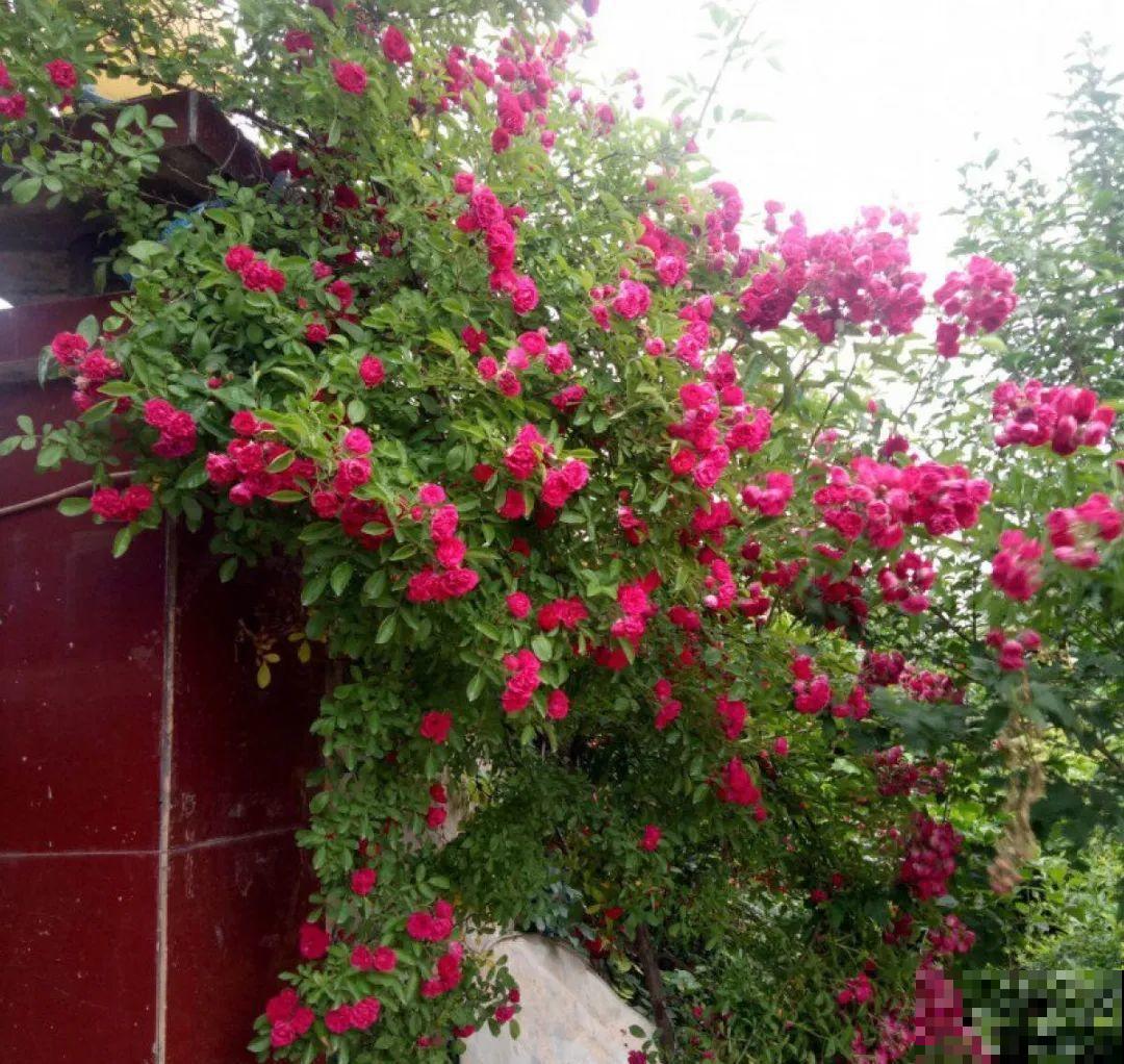 一棵旱金莲,开花又多又没,1年就能长成花墙! 一棵旱金莲,开花又多又没,1年就能长成花墙!