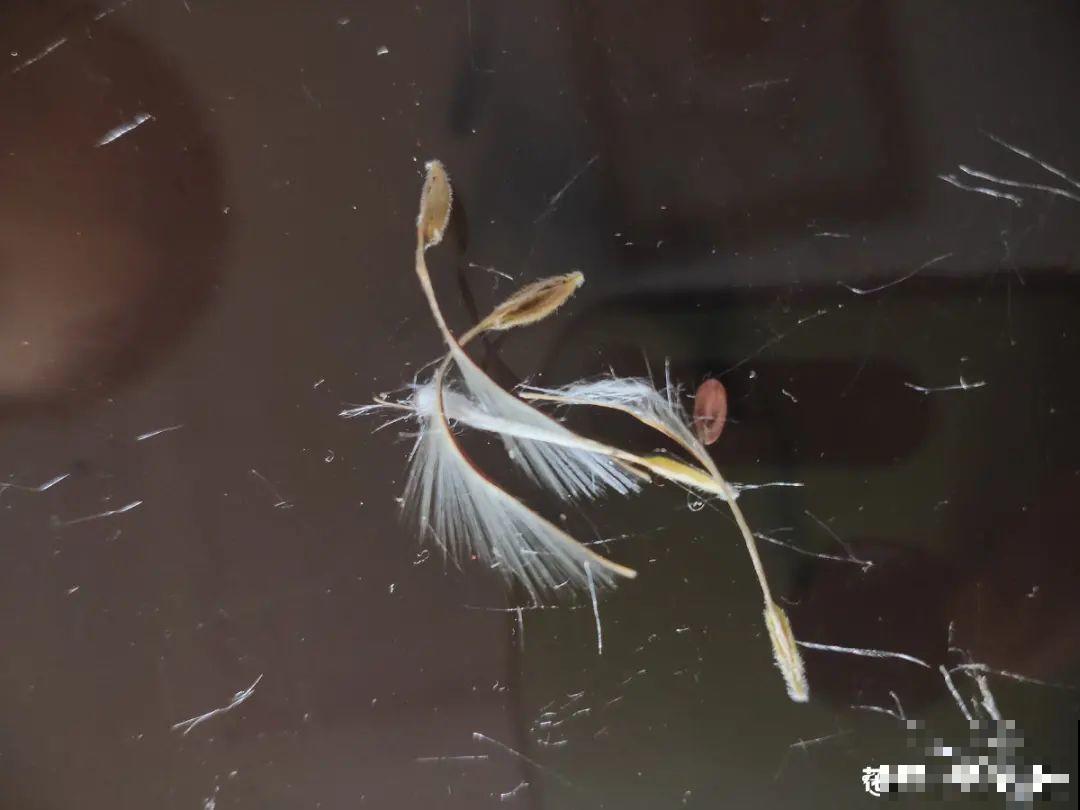 20种花不用买，开完花等20天，爆出好多种子！