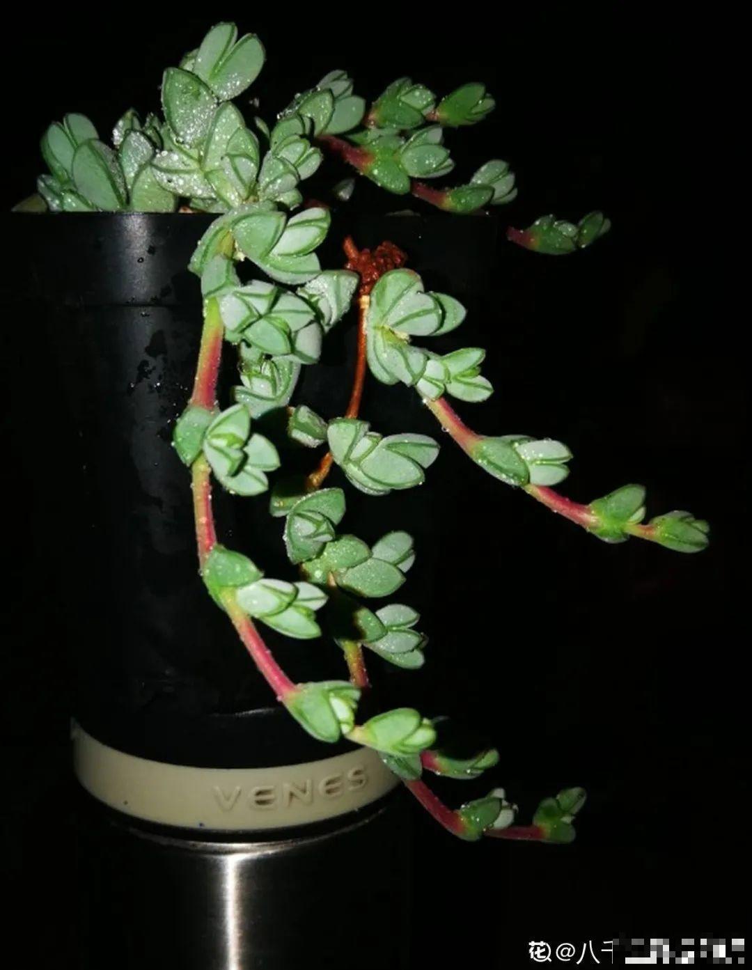 多肉长了“水桩”，不如砍了重来，实在太丑了