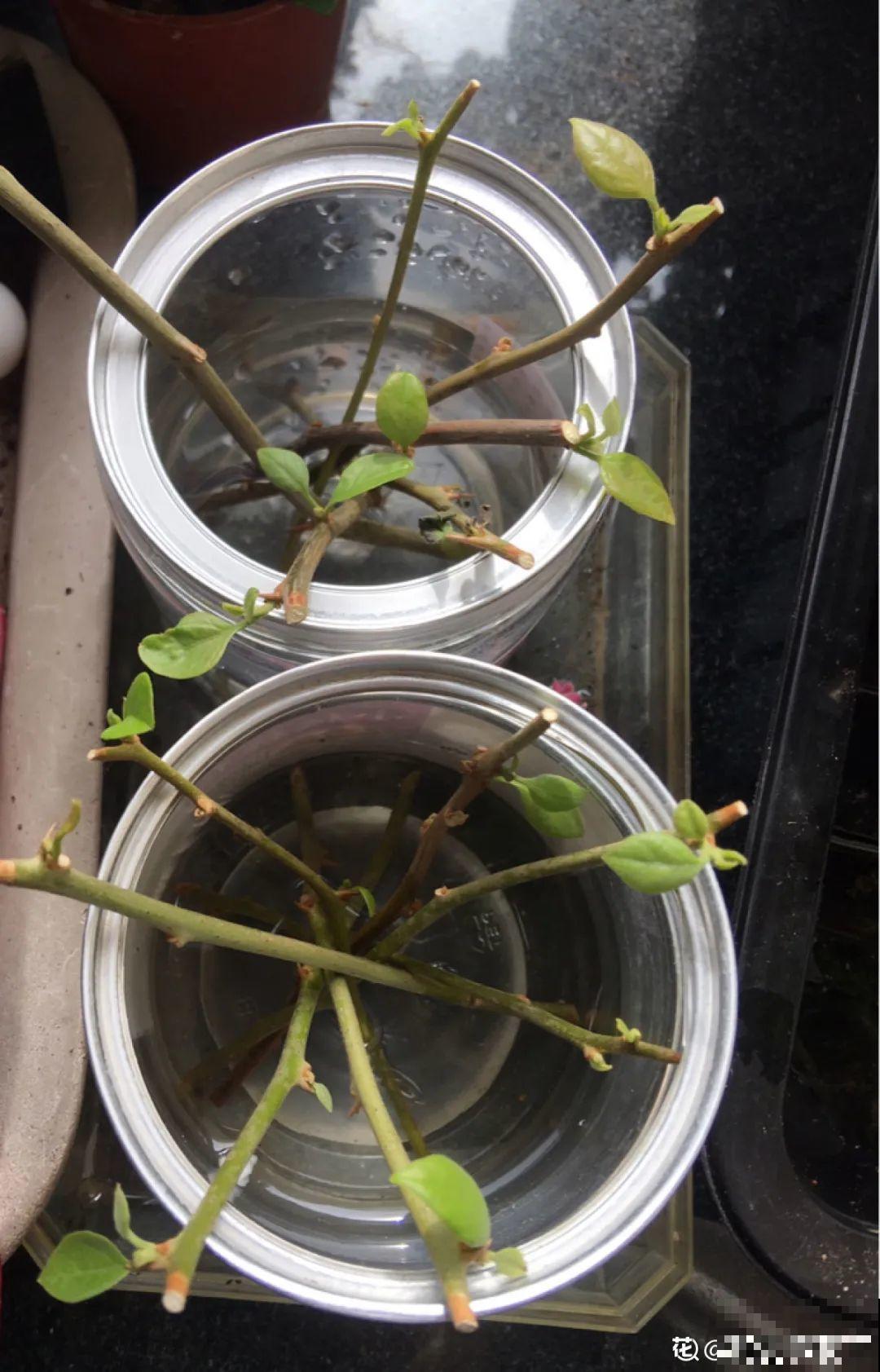 11种常见花，现在扦插，成活率特高