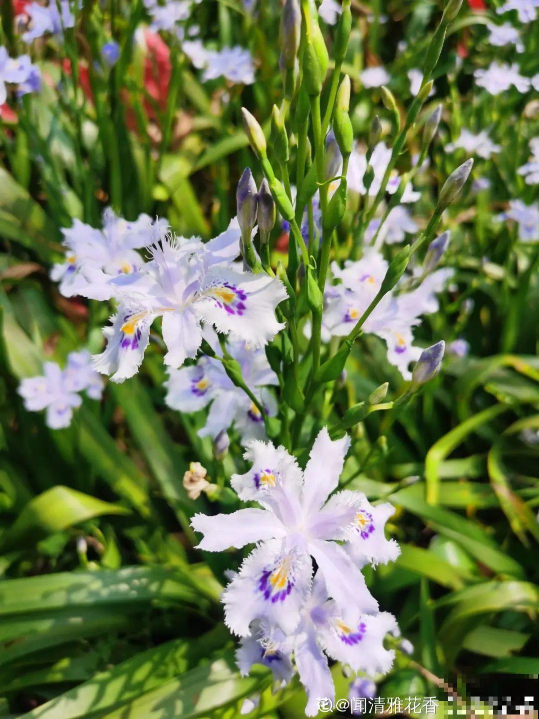 清明赏花，带上这份花卉图谱，变身行走的识花机器