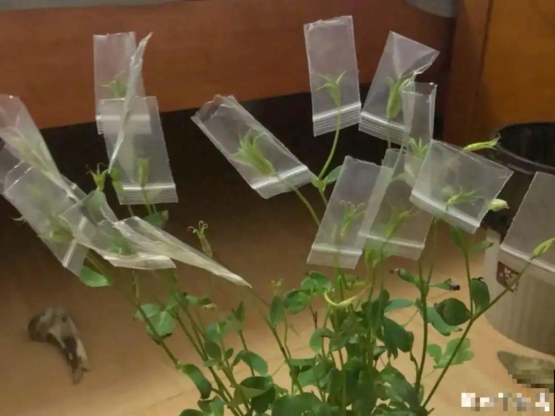 20种花不用买，开完花等20天，爆出好多种子！