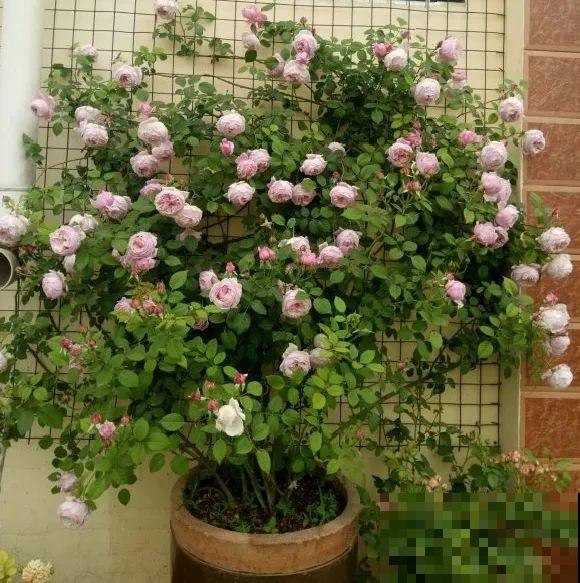 花园“三剑客”，可不太好养，能养好的都是高手