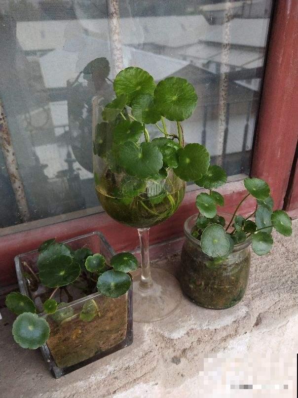 养花人的“抠”,家里东西不敢扔,拿来养花最合适 养花人的“抠”,家里东西不敢扔,拿来养花最合适