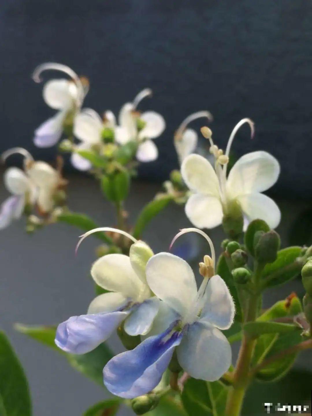 2021流行的花，仙女气质真漂亮，看完就想养