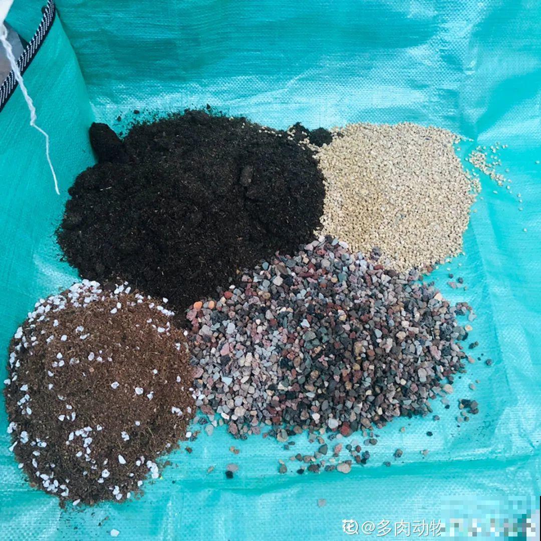 多肉长满白毛须，是个危险信号，要及时处理