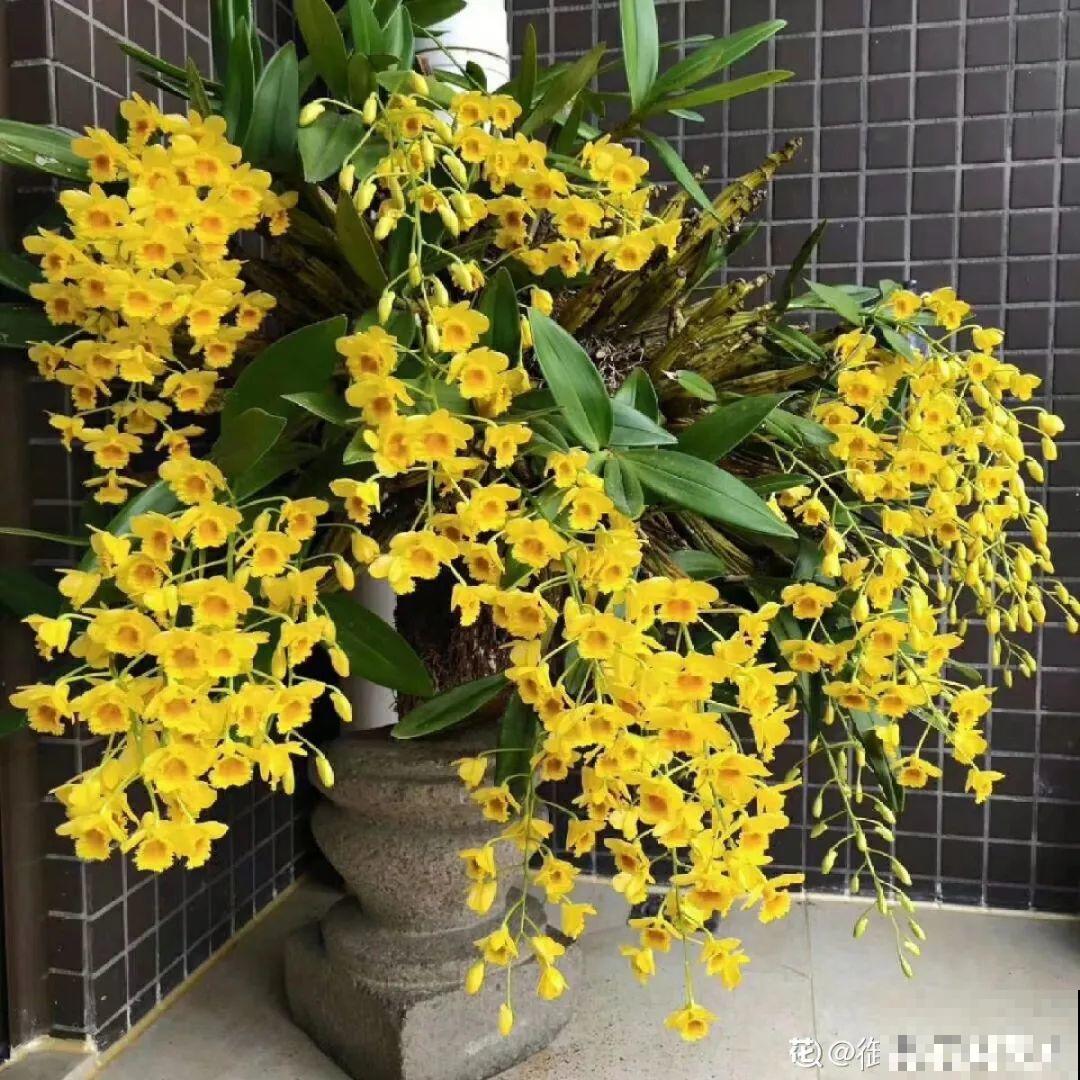 家里养盆香水花,满屋子飘香,还能净化空气 家里养盆香水花,满屋子飘香,还能净化空气