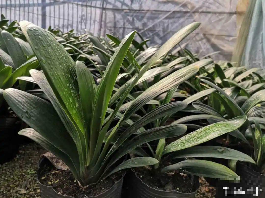 初春浇水要谨慎，浇水浇不对，小心全军覆没