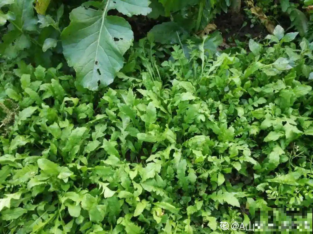 春天的野菜大全,小心辨认,千万别挖错了 春天的野菜大全,小心辨认,千万别挖错了