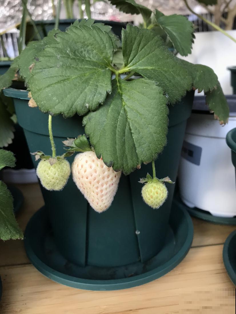 适合养在家里的果树，种上一棵，咕噜咕噜结果子