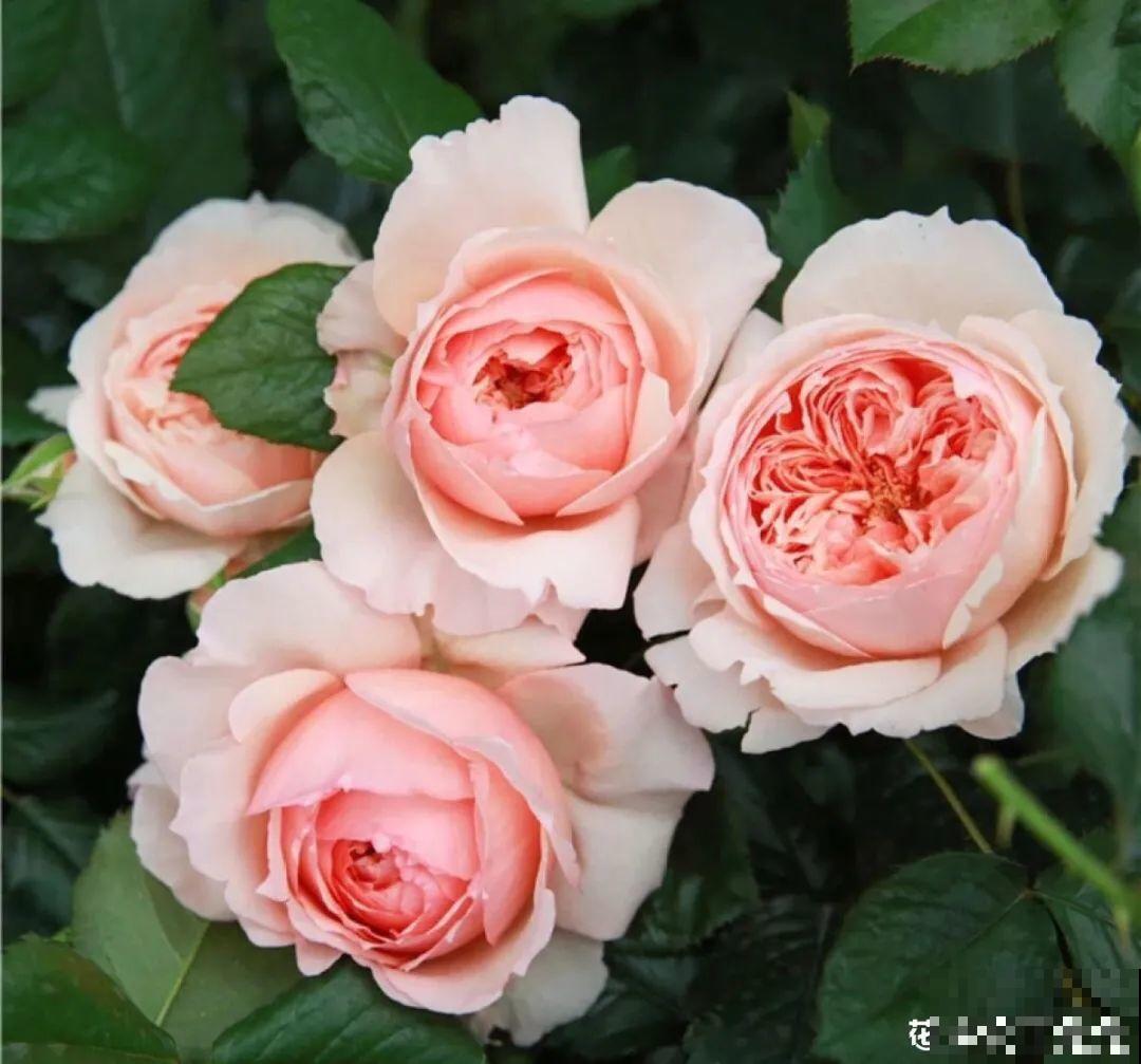 50种月季，各有各的美，哪一种是你的“菜”？