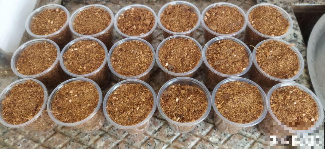 扦插3大“神器”,你家就有不少,成功率特高 扦插3大“神器”,你家就有不少,成功率特高