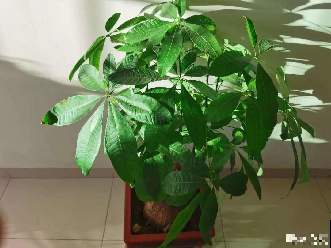 给花浇水掺点白醋，植物根比萝卜还粗，健壮不黄叶