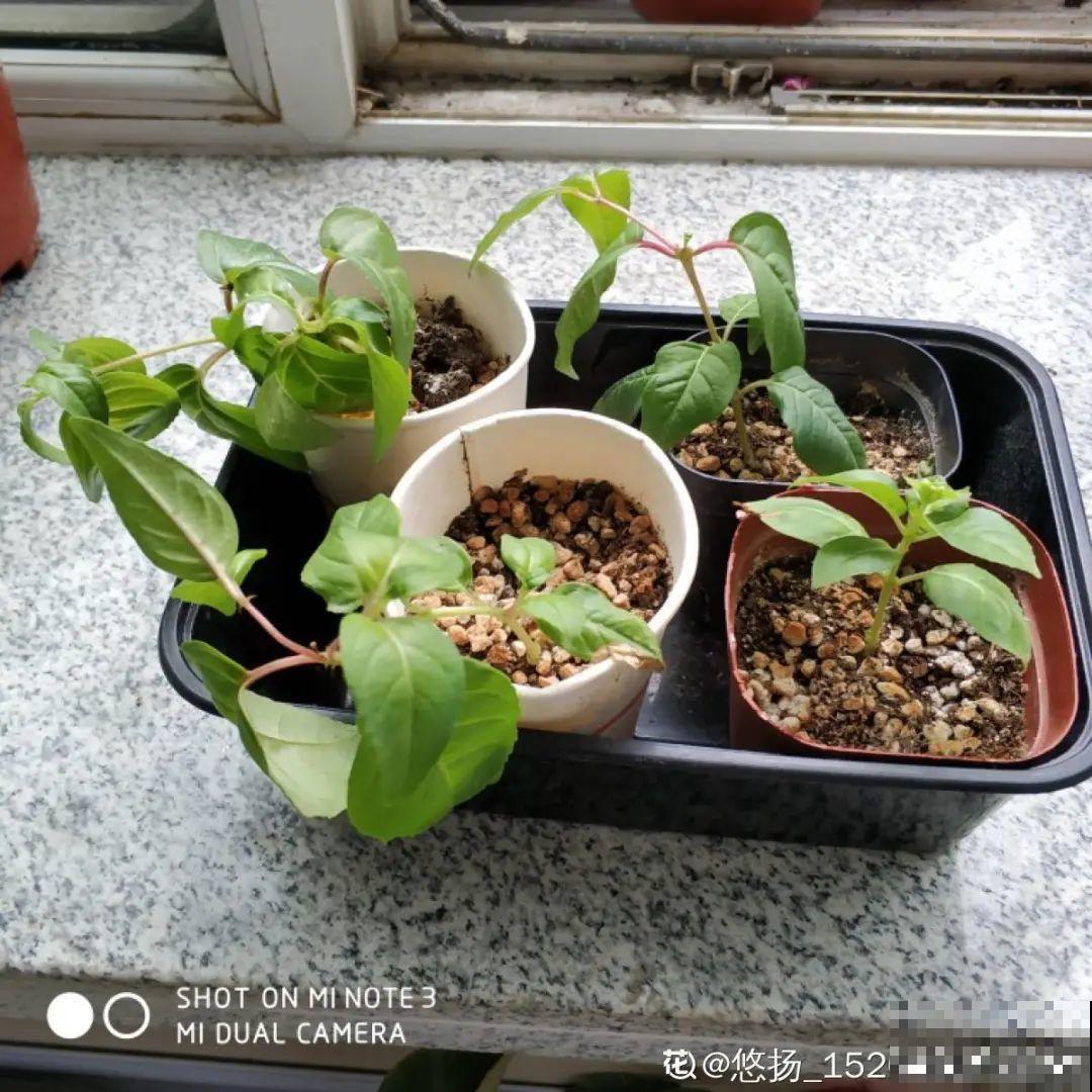 难度夏的8种花，赶紧扦插备份，再晚只剩盆了