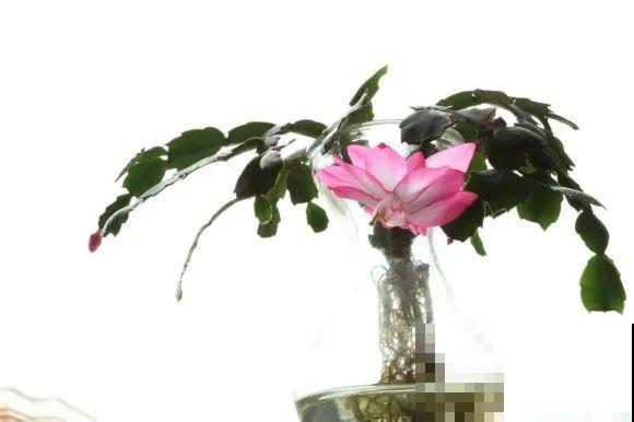 半死不活的花,扔水里,突然长疯了 半死不活的花,扔水里,突然长疯了