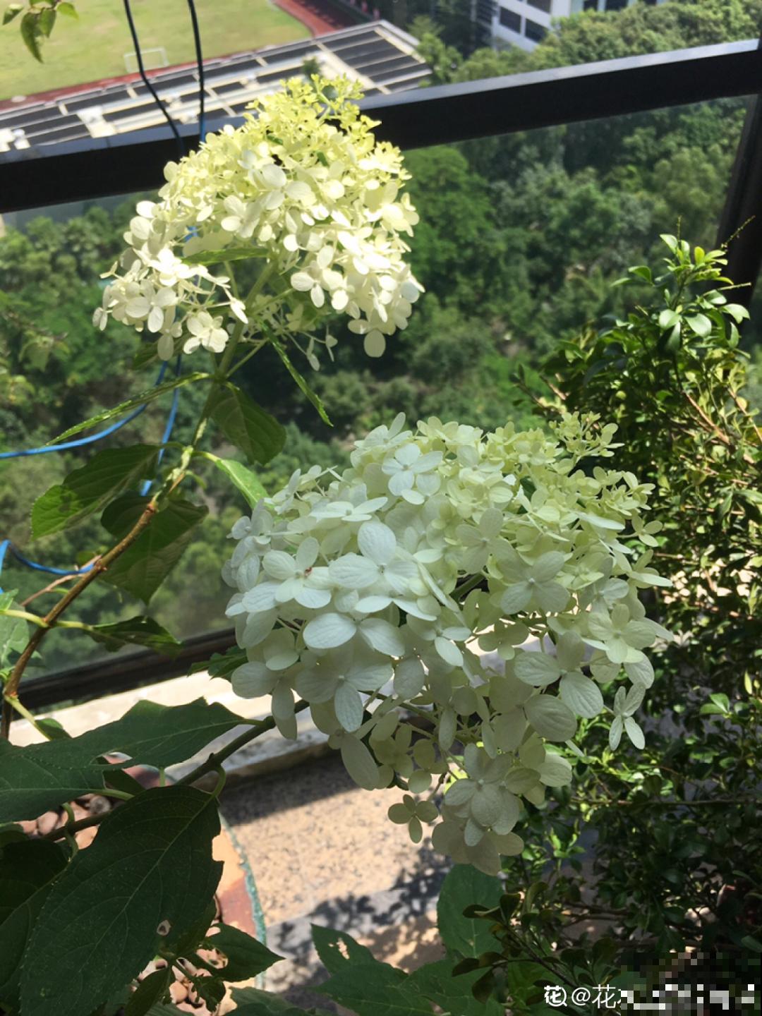 春天养盆绿色花,看着清爽干净,今年一定要养一盆 春天养盆绿色花,看着清爽干净,今年一定要养一盆