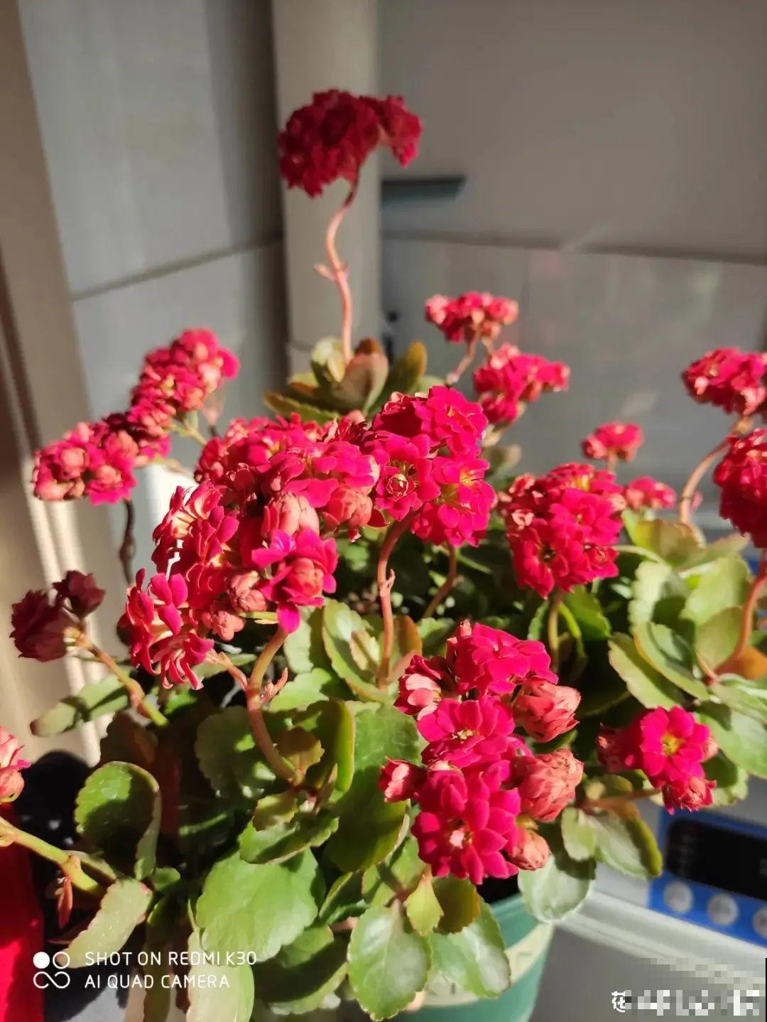 在家养盆长寿花，掐个叶子就能繁殖，一盆秒变多盆