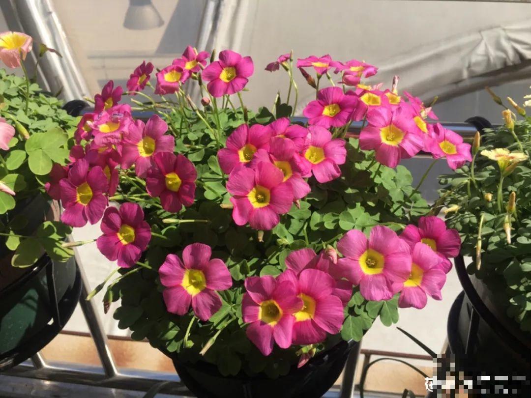 小花盆里养花,选对品种很重要,也能开花爆盆 小花盆里养花,选对品种很重要,也能开花爆盆