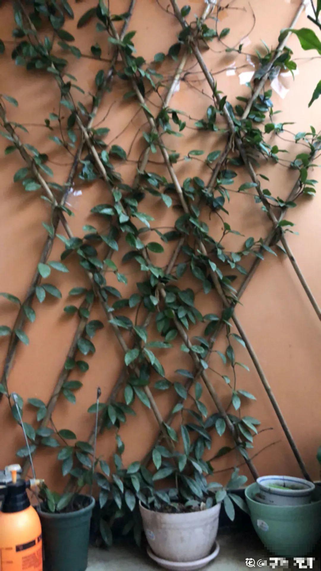 球兰开花特香，还非常耐阴，光照不好也能养