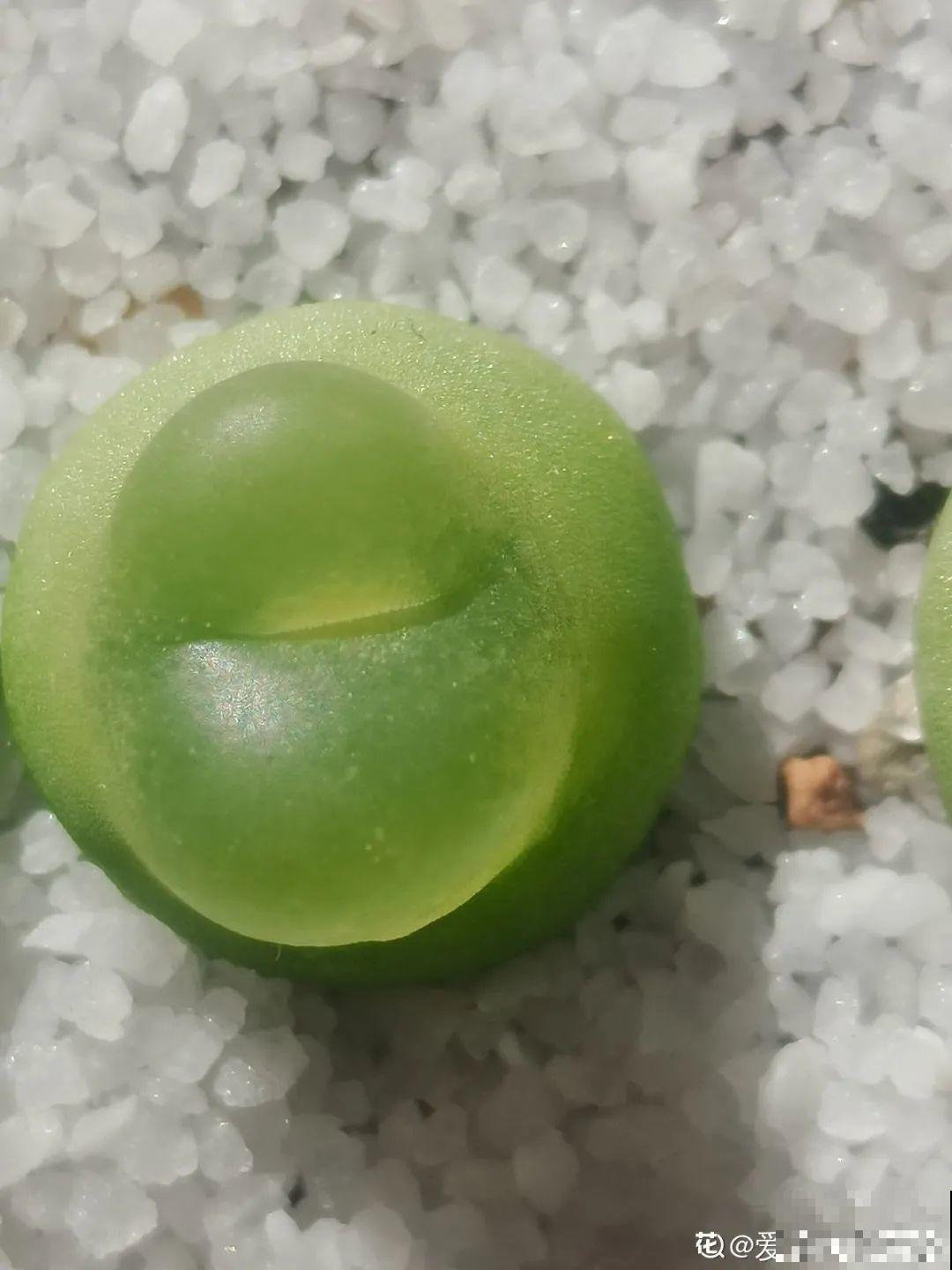 养多肉的人里，有一群“屁股花”爱好者，养的多肉超可爱