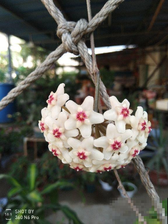 这5种花,没有太阳照样旺,阳台背阴也能养! 这5种花,没有太阳照样旺,阳台背阴也能养!