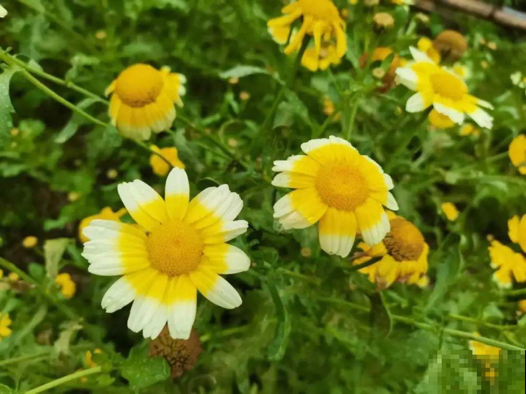 37摄氏度的院子，养这5种花，耐热耐晒开花多