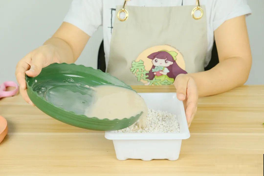 11种常见花，现在扦插，成活率特高