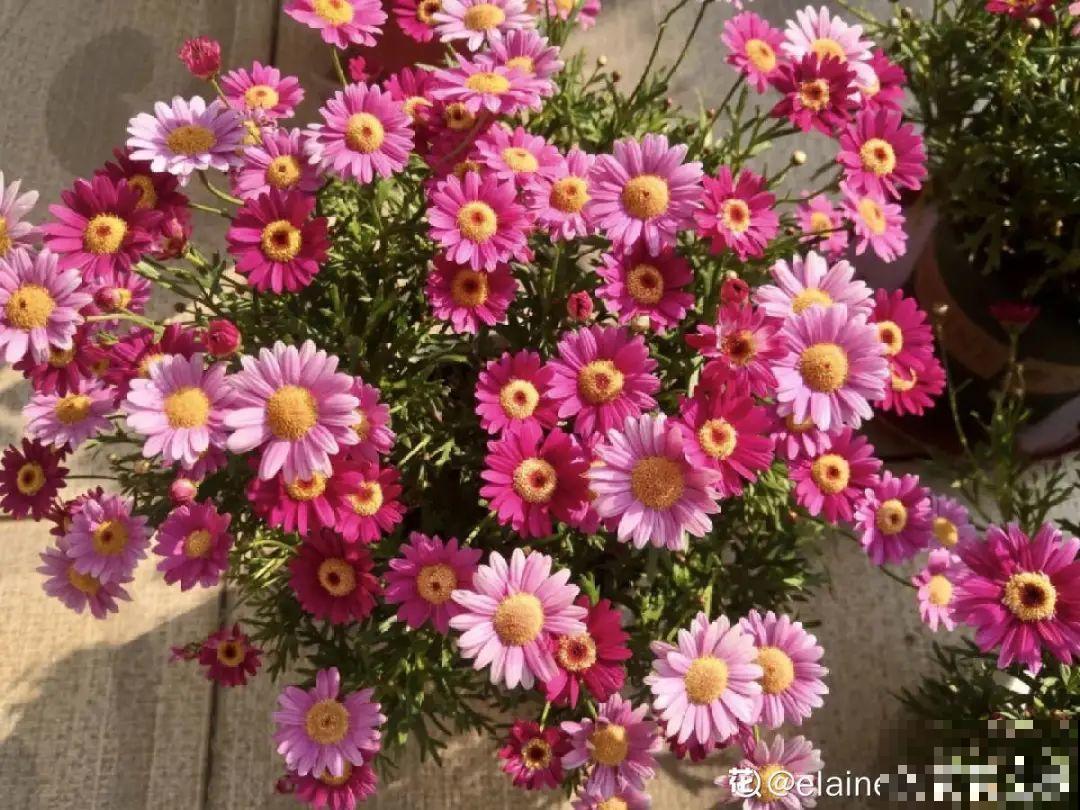 春天多给花喷水，叶子越来越油绿，长势更好