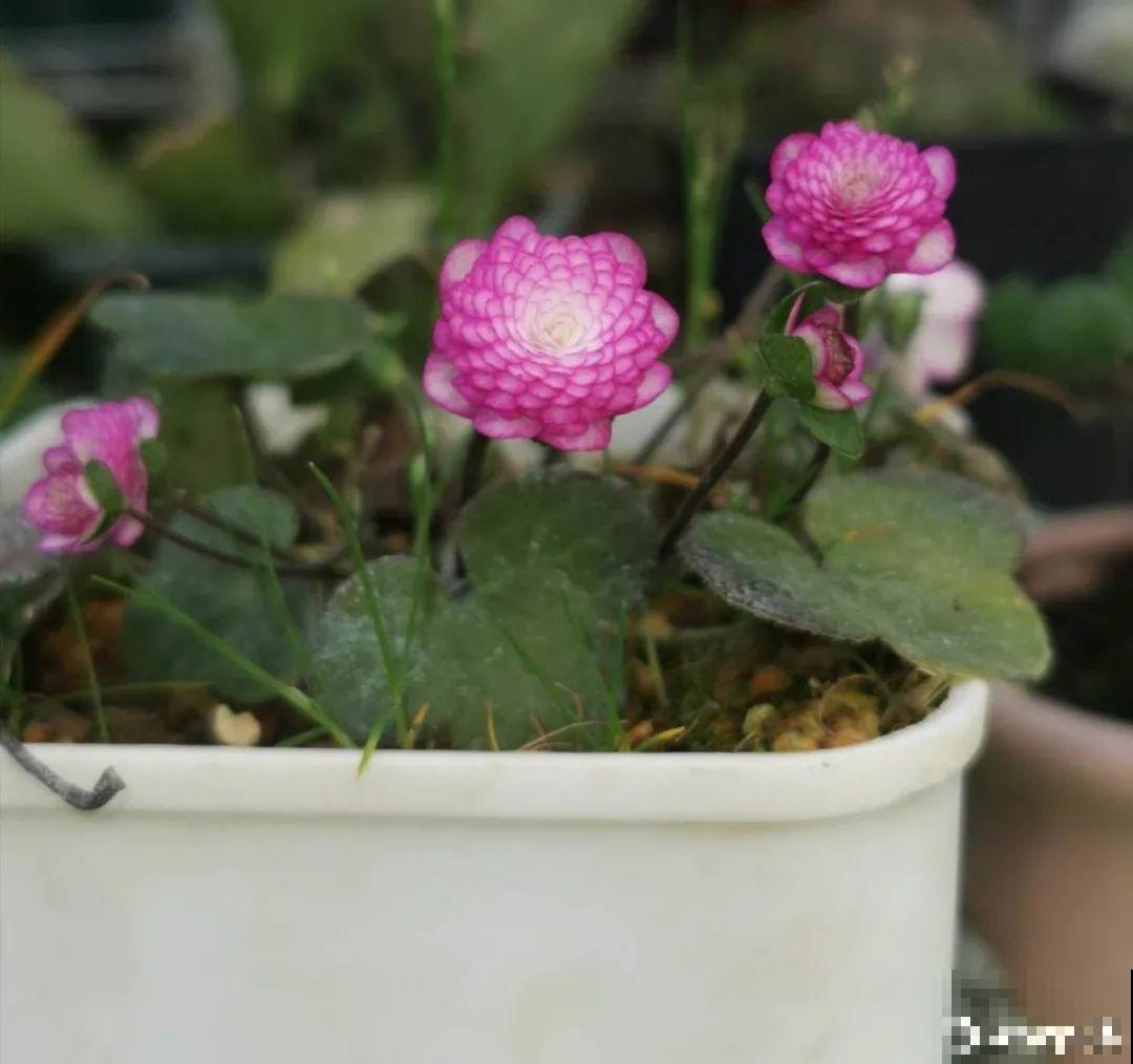在家种一盆小草,开花的时候,惊艳所有人 在家种一盆小草,开花的时候,惊艳所有人
