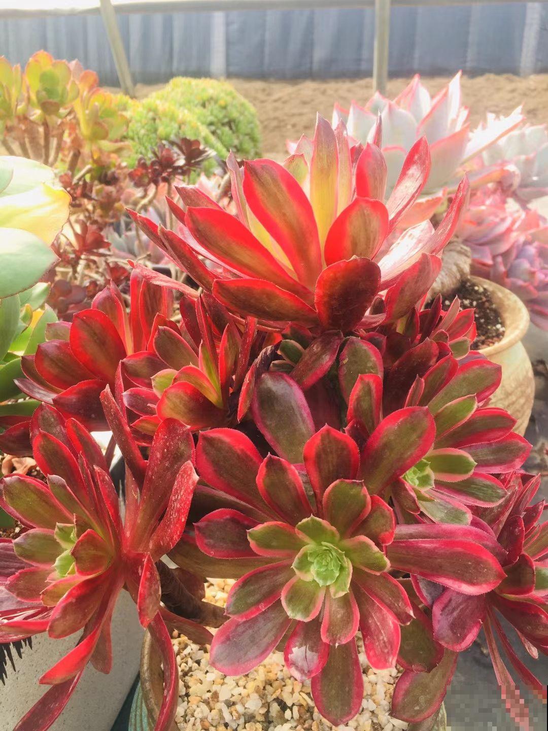 多肉不想“夏必死”，现在就要做准备，不然夏天只剩下空盆