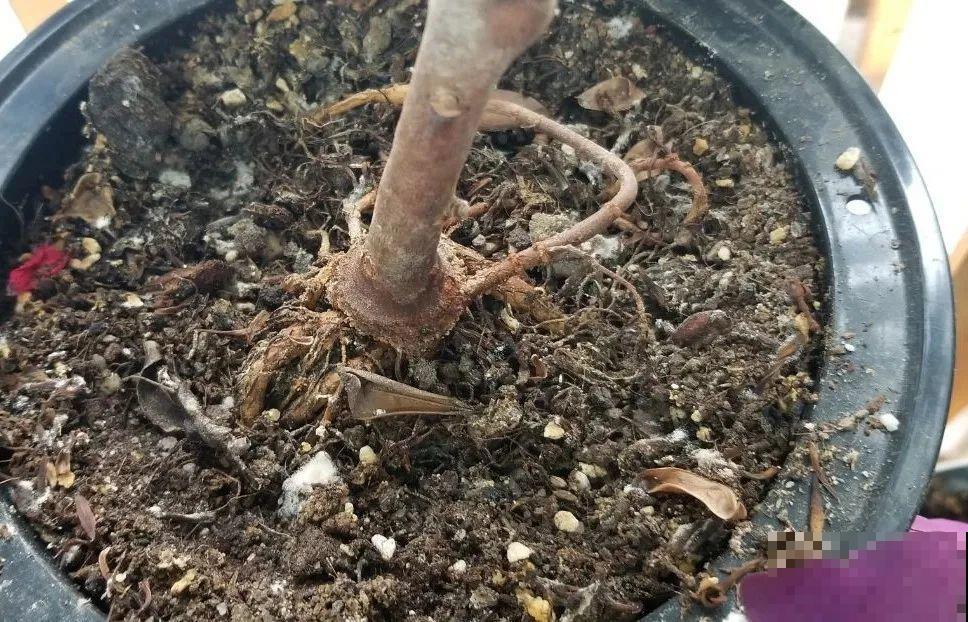 天热了,8种花要休眠,要少浇水 天热了,8种花要休眠,要少浇水